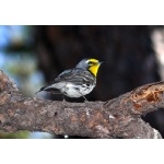 Grace's Warbler. Photo by Rick Taylor. Copyright Borderland Tours. All rights reserved.