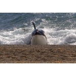 Orca, Valdez Peninsula. Photo by Adam Riley. All rights reserved.