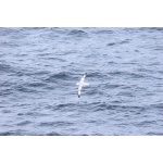 Southern Fulmar. Photo by Adam Riley. All rights reserved.