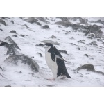 Chinstrap Penguin. Photo by Adam Riley. All rights reserved.