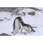 Gentoo Penguins. Photo by Adam Riley. All rights reserved.