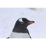 Gentoo Penguin. Photo by Adam Riley. All rights reserved.