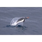 Swimming Gentoo Penguin. Photo by Adam Riley. All rights reserved.