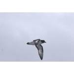 Cape (Pintado) Petrel. Photo by Adam Riley. All rights reserved.