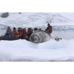 Leopard Seal and zodiac. Photo by Adam Riley. All rights reserved.