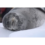 Leopard Seal. Photo by Adam Riley. All rights reserved.