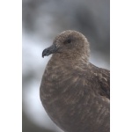 South Polar Skua. Photo by Adam Riley. All rights reserved.