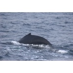 Humpback Whale. Photo by Adam Riley. All rights reserved.