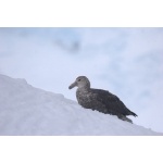 Antarctic Giant Petrel. Photo by Adam Riley. All rights reserved.