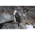 Antarctic (Blue-eyed) Shag. Photo by Adam Riley. All rights reserved.