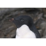 Adelie Penguin Portrait. Photo by Adam Riley. All rights reserved.