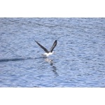 Black-browed Albatross. Photo by Adam Riley. All rights reserved.