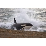 Orca hunting Magellanic Penguin, Valdez Peninsula. Photo by Adam Riley. All rights reserved.