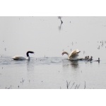 Black-necked Swan attacking family of Coscoroba Swans. Photo by Rick Taylor. Copyright Borderland Tours. All rights reserved.  