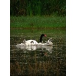Black-necked Swan with cygnets. Photo by Rick Taylor. Copyright Borderland Tours. All rights reserved.