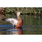 Red Shoveler. Photo by Luis Segura. All rights reserved.