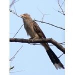 Guira Cuckoo. Photo by Rick Taylor. Copyright Borderland Tours. All rights reserved.