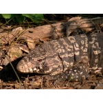 Tegu Lizard. Photo by Rick Taylor. Copyright Borderland Tours. All rights reserved.