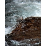 Rufous-throated Dipper. Photo by  Rick Taylor. Copyright Borderland Tours. All rights reserved.