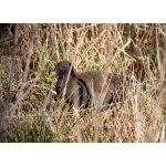 Plumbeous Rail. Photo by Rick Taylor. Copyright Borderland Tours. All rights reserved. 