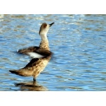 Crested Duck. Photo by Luis Segura. All rights reserved.