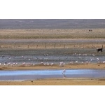 Flamingos and Andean Geese at Abra Pampa. Photo by Rick Taylor. Copyright Borderland Tours. All rights reserved.