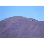Andean Flamingos in flight. Photo by Rick Taylor. Copyright Borderland Tours. All rights reserved.