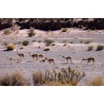 Vicuna. Photo by Rick Taylor. Copyright Borderland Tours. All rights reserved.