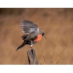 Long-tailed Meadowlark. Photo by Rick Taylor. Copyright Borderland Tours. All rights reserved.