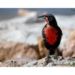 Long-tailed Meadowlark. Photo by Luis Segura. All rights reserved.