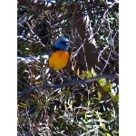 Blue-and-yellow Tanager. Photo by Rick Taylor. Copyright Borderland Tours. All rights reserved.