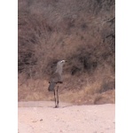 Black-legged Seriema. Photo by Rick Taylor. Copyright Borderland Tours. All rights reserved.