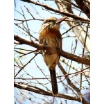 Spot-backed or Chaco Puffbird. Photo by Rick Taylor. Copyright Borderland Tours. All rights reserved.