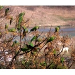 Blue-crowned Parakeets. Photo by Rick Taylor. Copyright Borderland Tours. All rights reserved.