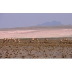 A herd of Guanaco in the altiplano of Los Cardones National Park. Photo by Rick Taylor. Copyright Borderland Tours. All rights reserved.