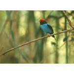 Blue Manakin. Photo by Luis Segura. All rights reserved.