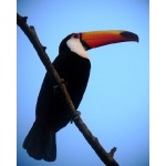 Toco Toucan. Photo by Rick Taylor. Copyright Borderland Tours. All rights reserved.