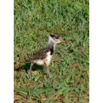 Baby Southern Lapwing. Photo by Rick Taylor. Copyright Borderland Tours. All rights reserved.