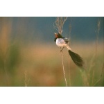 Strange-tailed Tyrant. Photo by Luis Segura. All rights reserved.