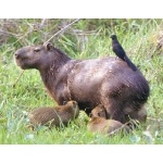 Cabybara Family. Photo by Luis Segura. All rights reserved.