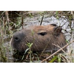 Portrait of a Capybara. Photo by Rick Taylor. Copyright Borderland Tours. All rights reserved.
