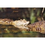 Broad-snouted Caiman. Photo by Luis Segura. All rights reserved.