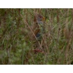 Giant Wood-Rail. Photo by Rick Taylor. Copyright Borderland Tours. All rights reserved.