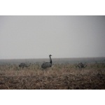 Greater Rheas. Photo by Rick Taylor. Copyright Borderland Tours. All rights reserved.