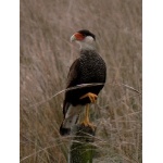 Southern Caracara. Photo by Rick Taylor. Copyright Borderland Tours. All rights reserved.