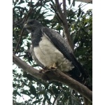 Black-chested Buzzard-Eagle. Photo by Rick Taylor. Copyright Borderland Tours. All rights reserved.