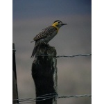 Campo Flicker. Photo by Rick Taylor. Copyright Borderland Tours. All rights reserved.