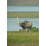 Wild Water Buffalo with huge horns. Photo by Rick Taylor. Copyright Borderland Tours. All rights reserved.