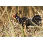 Kalij Pheasant. Photo by Dave Semler. All rights reserved.