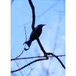Hair-crested Drongo. Photo by Rick Taylor. Copyright Borderland Tours. All rights reserved.